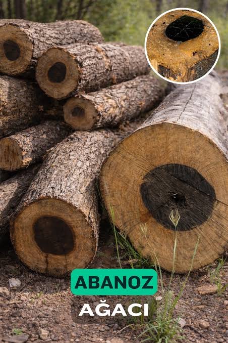 Abanoz