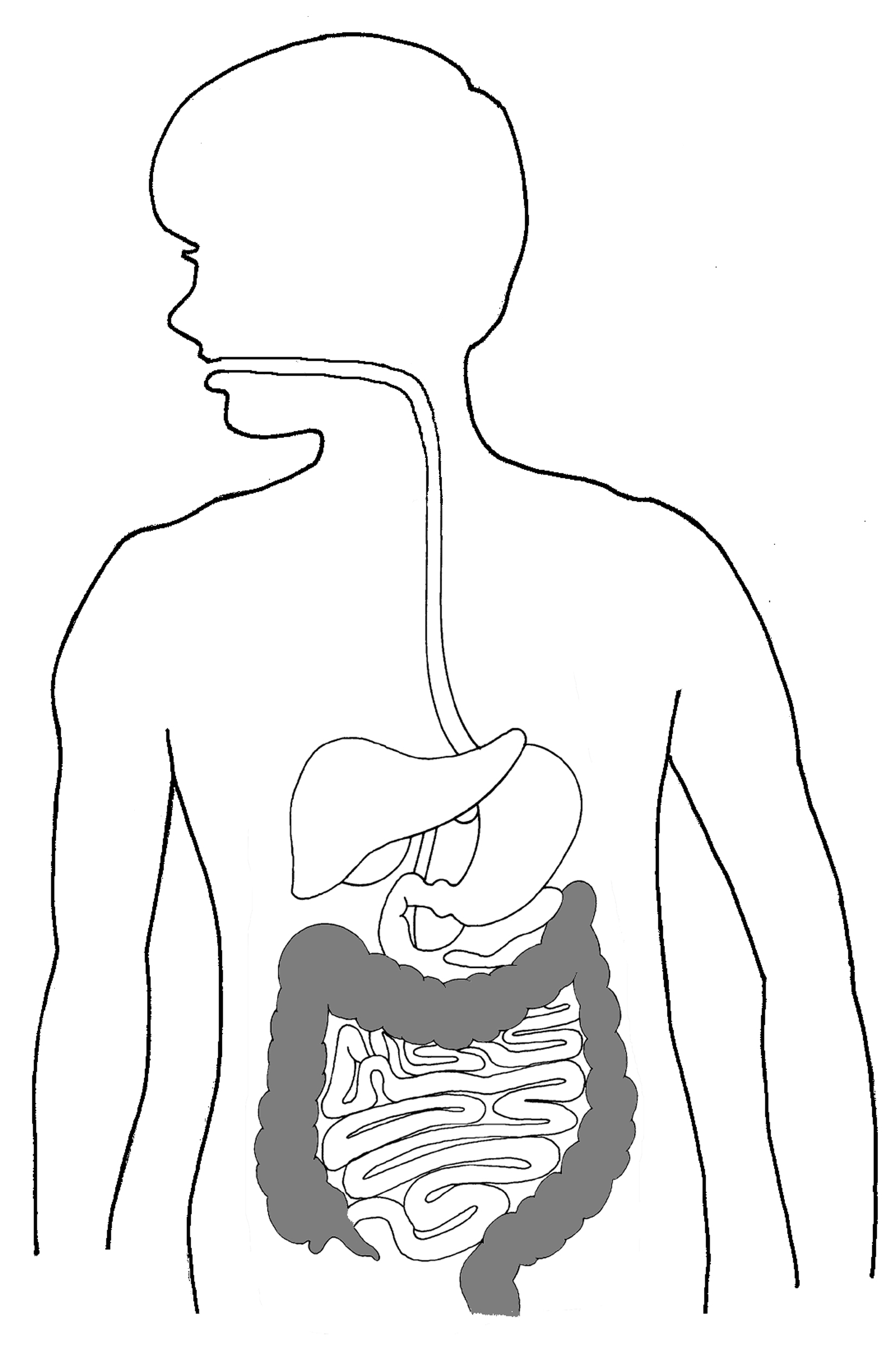 Dışkının ilerleme ve boşaltım sorunlarıyla ilişkili kalın bağırsağın konumunu bir çocuk gövdesinde gösteren NIDDK anatomik çizimi; hastalık görünümü değildir.